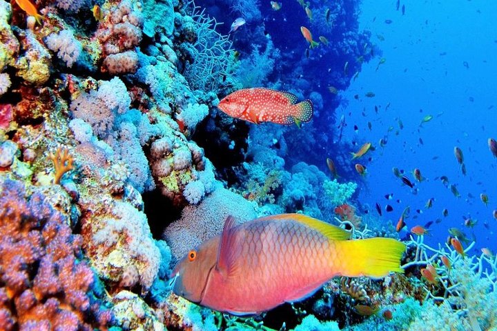 Plongée sous-marine à Giftun